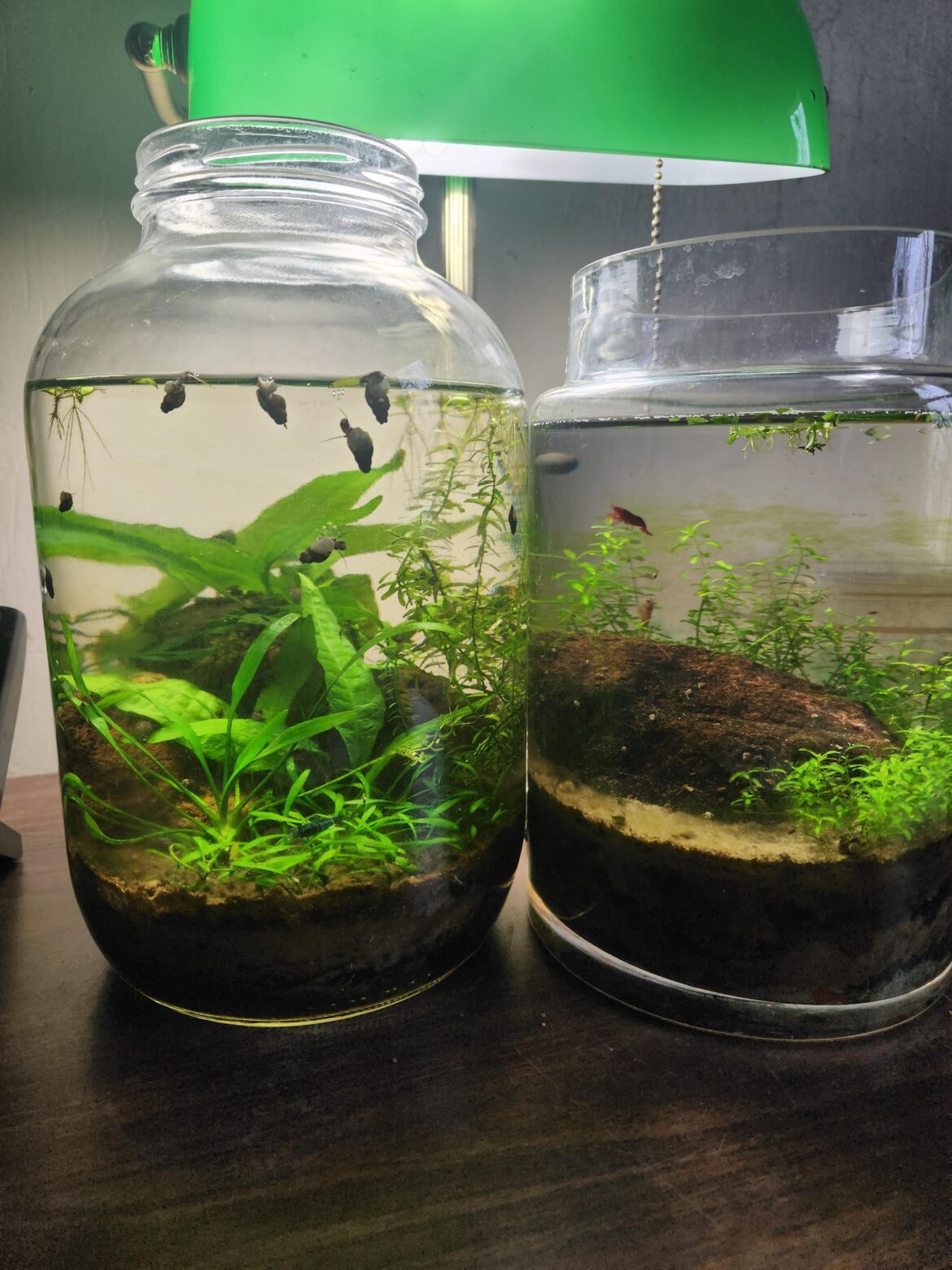Update on my 3 year old shrimp jars