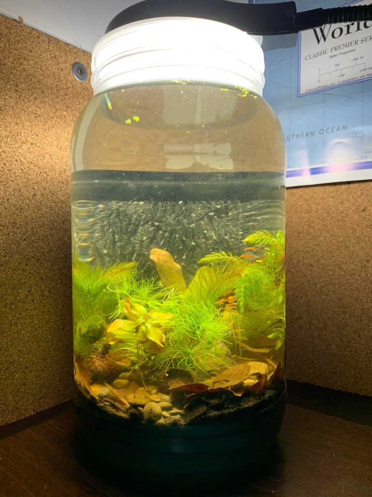 Soil from a pond capped with black sand