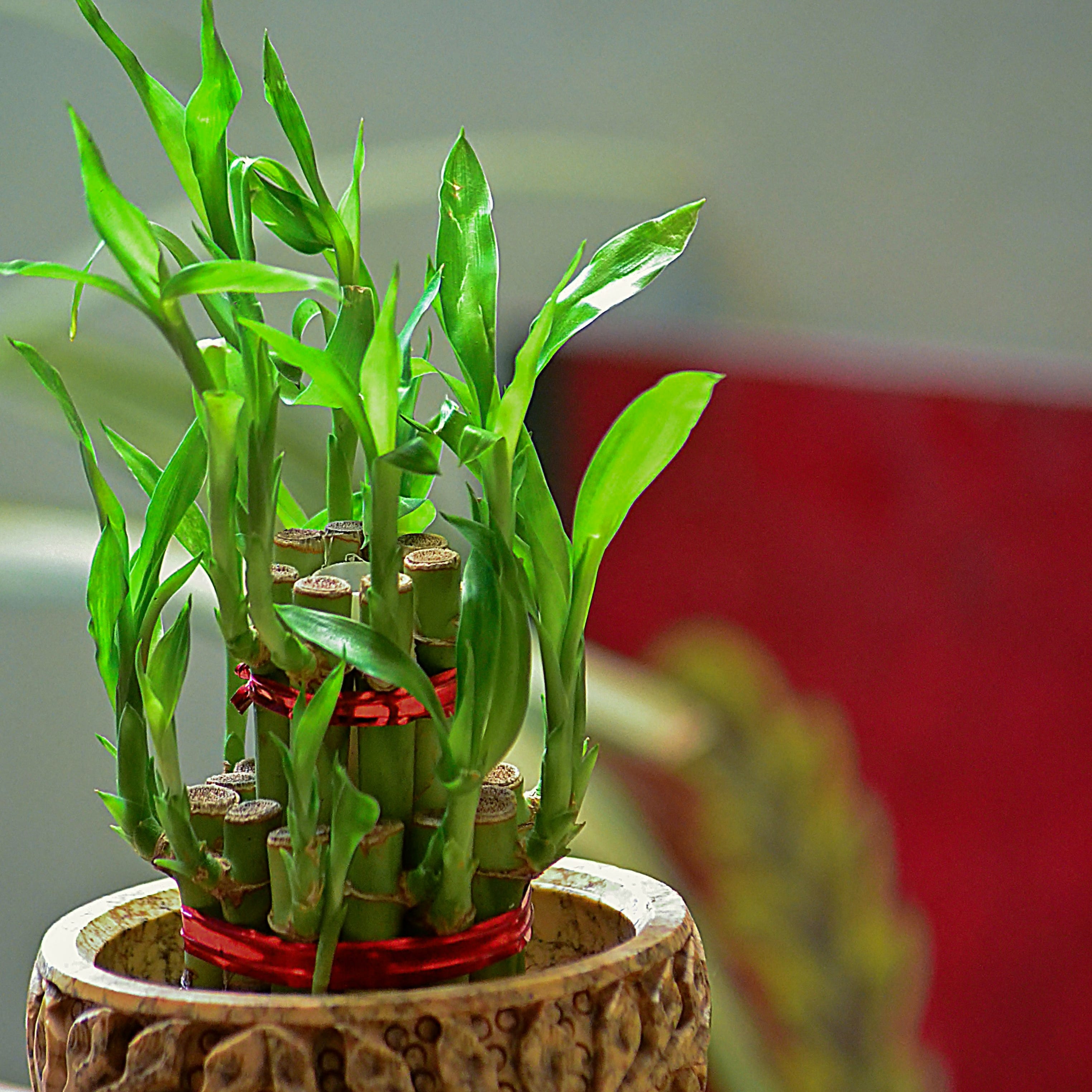 lucky bamboo plant feng shui