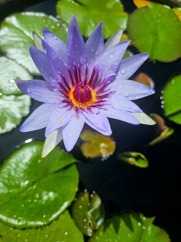 Water Lily🪷 A picture I love everything about
