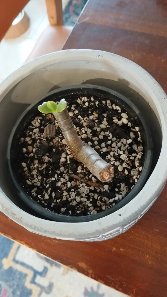The progression of a stump.
