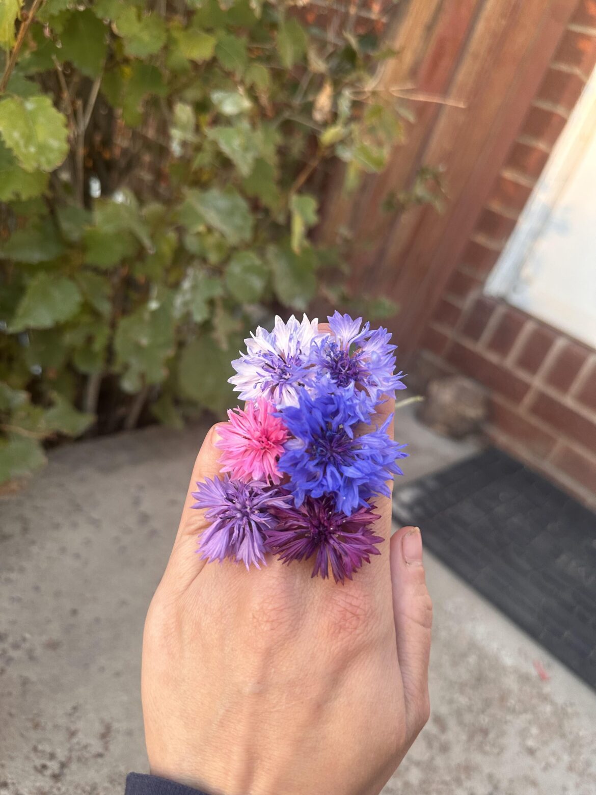 Cornflower colors that came from my garden this year