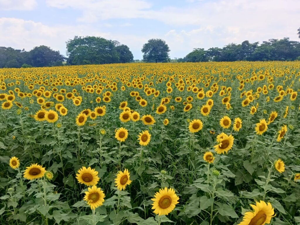 Sunflowers as far as the eye can see