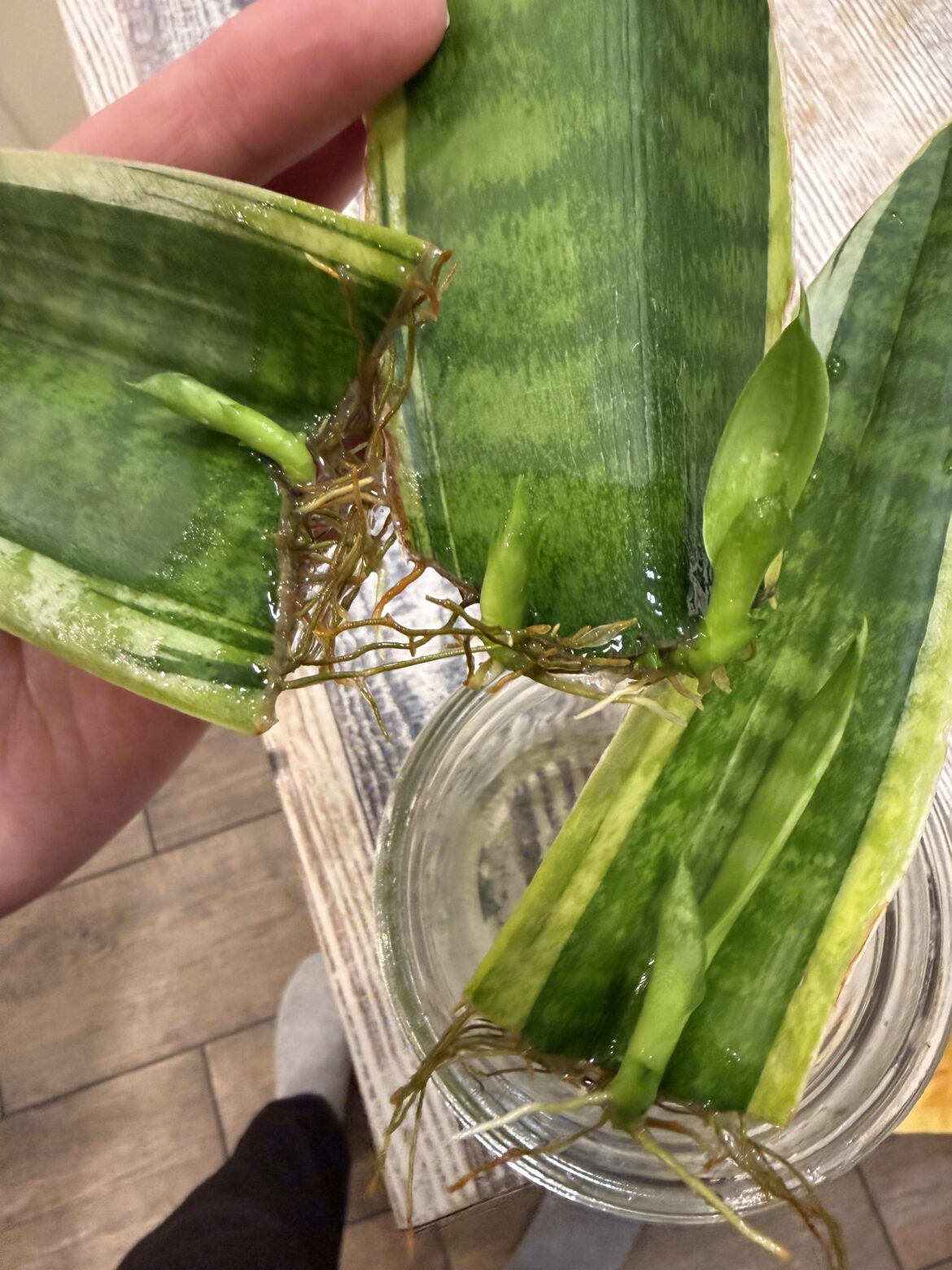 Rescued plant