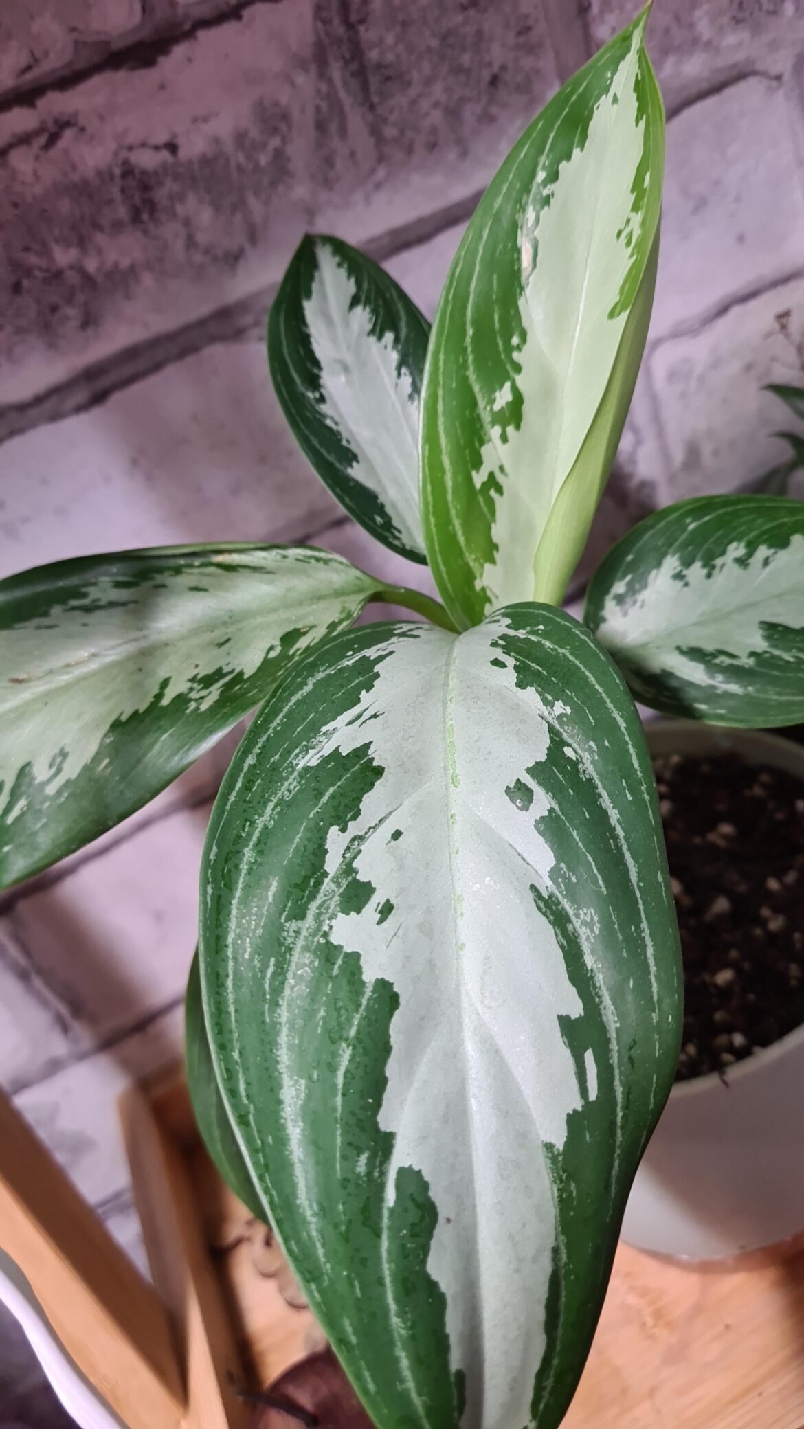 I'm growing this Silver Bay from an aroid (one leaf). She's doing well.