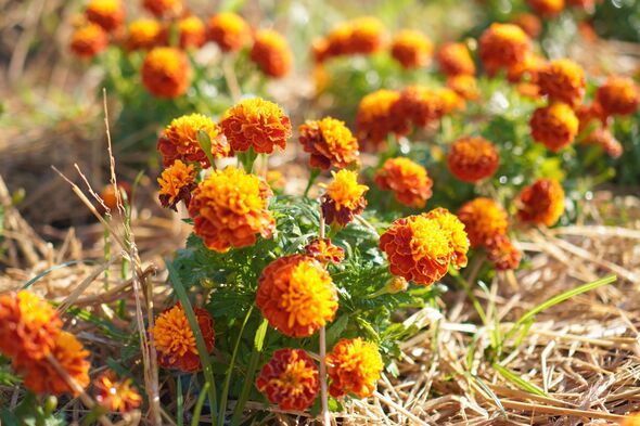 Marigold orange color flower Marigold orange color flower