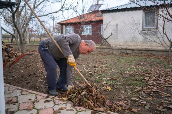 Mature man using rake and wheelbarrow to collect fallen autumn leaves in backyard Mature man using rake and wheelbarrow to collect fallen autumn leaves in backyard