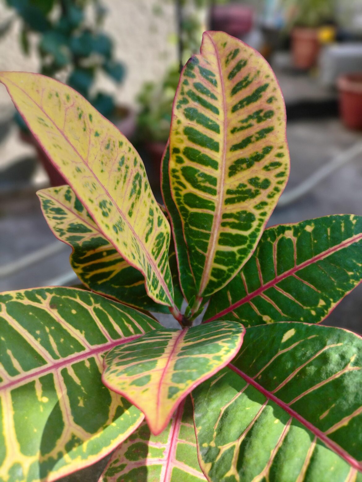 Winter leaves..Full of colours 😍