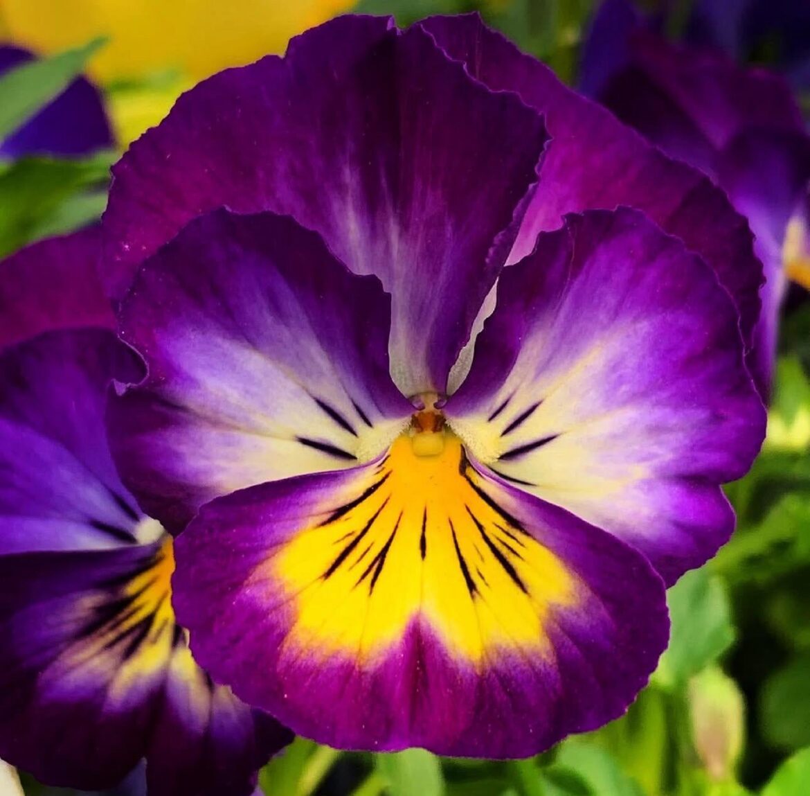 Pansy Porn