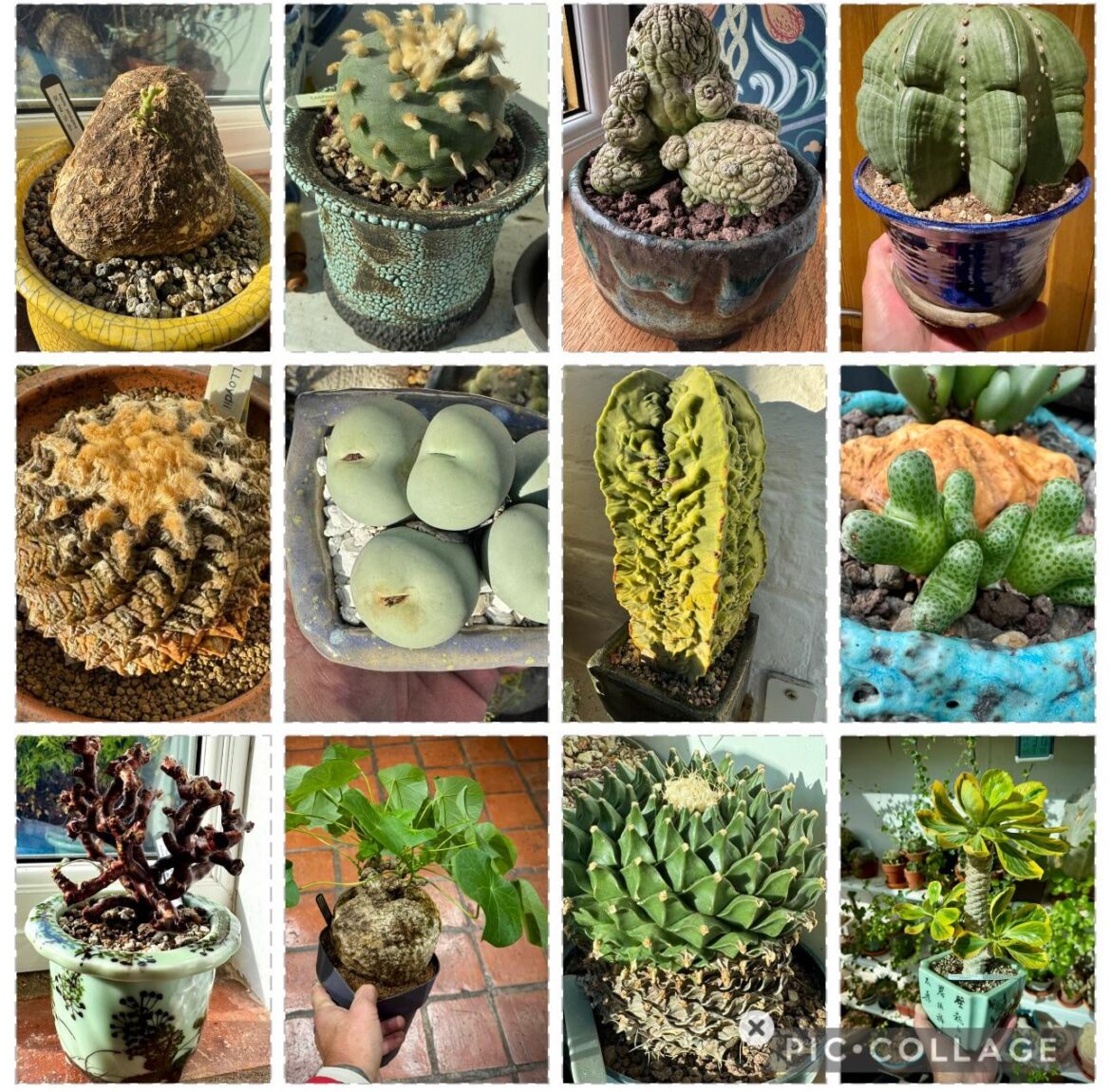 Some of my weirdos part2