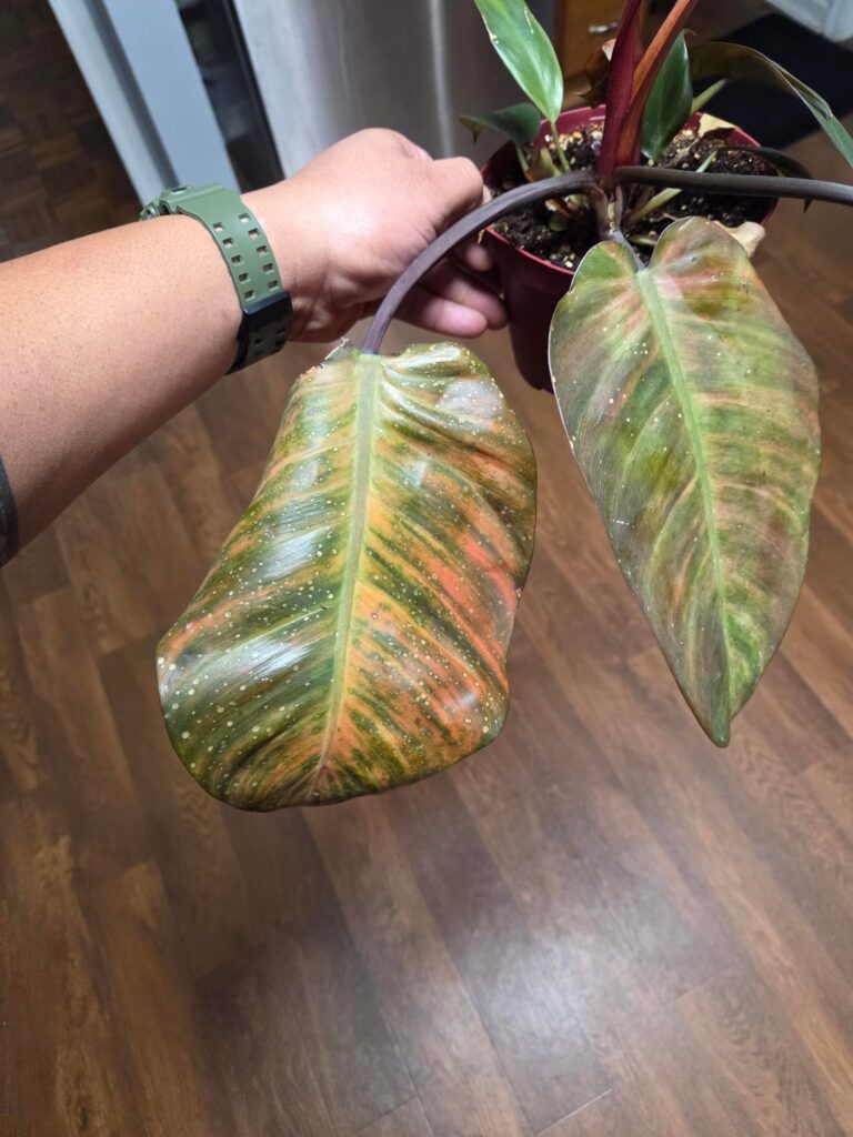 Congo rojo brown leafs