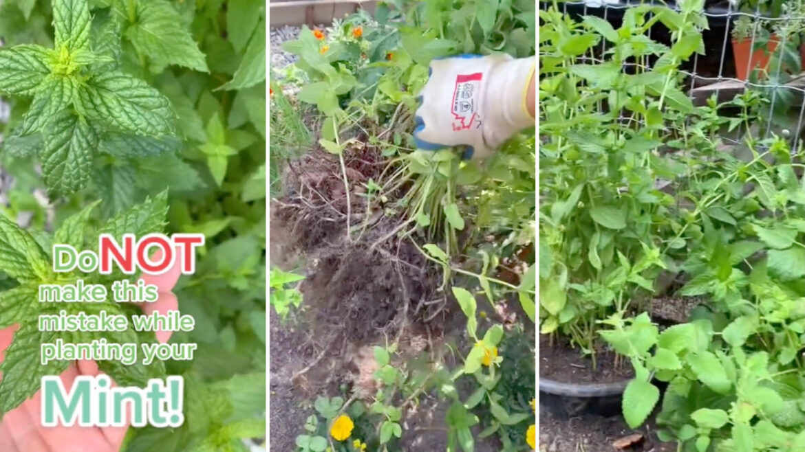 This gardener's hack shared on TikTok will help limit the spread of mint in your yard.