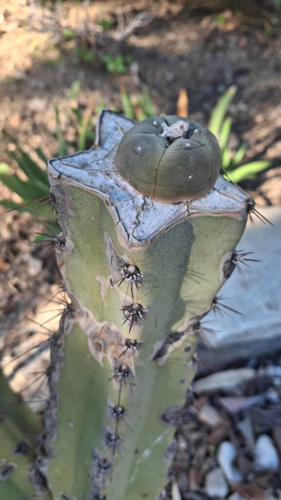 Any ideas why this guy hasnt budged since grafting 6 months ago?