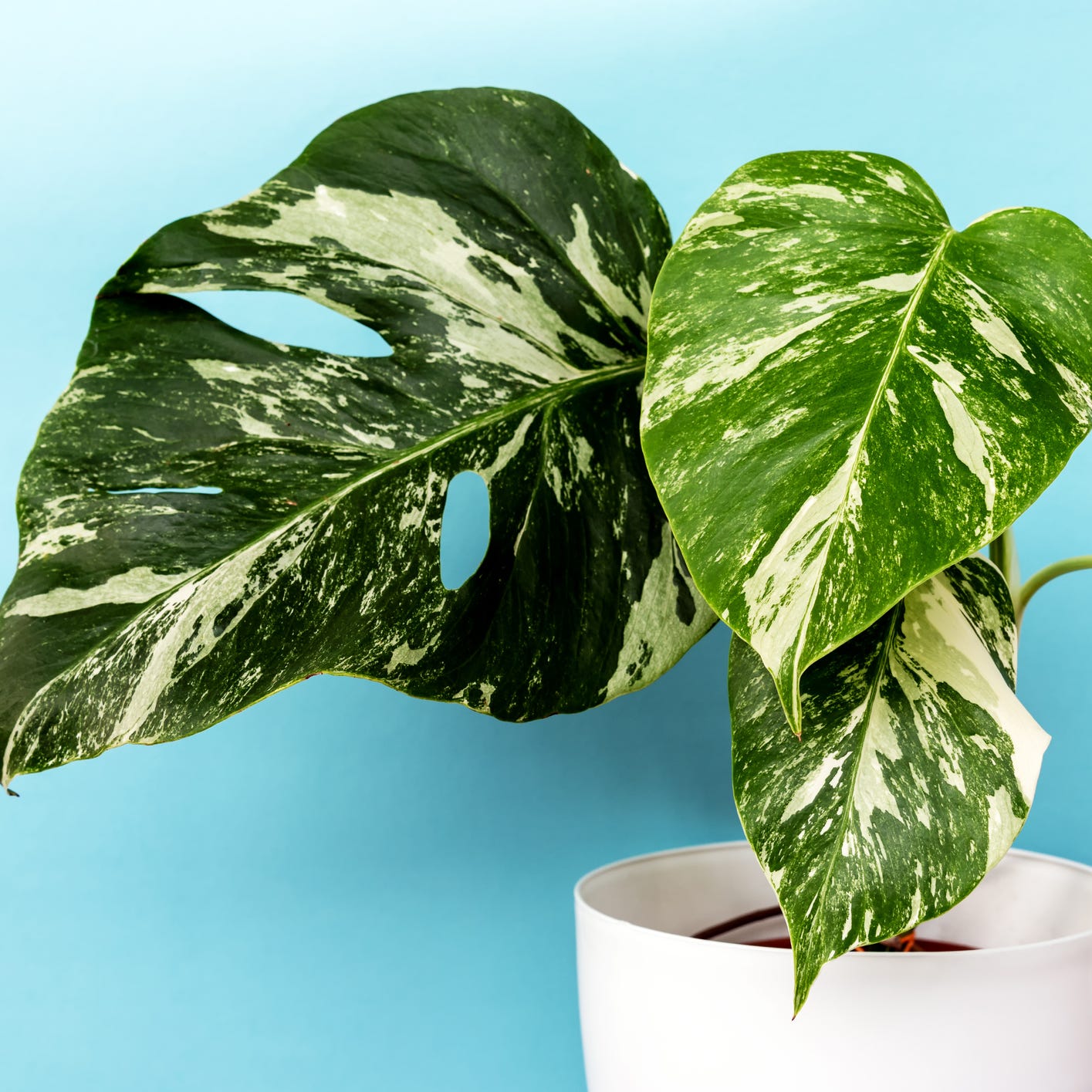 monstera deliciosa albo borsigiana variegated
