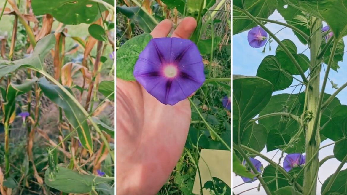 ‘Don’t be distracted by its beauty’ One gardener on TikTok showed how to identify a common garden flower, morning glory, which is actually an invasive plant species.
