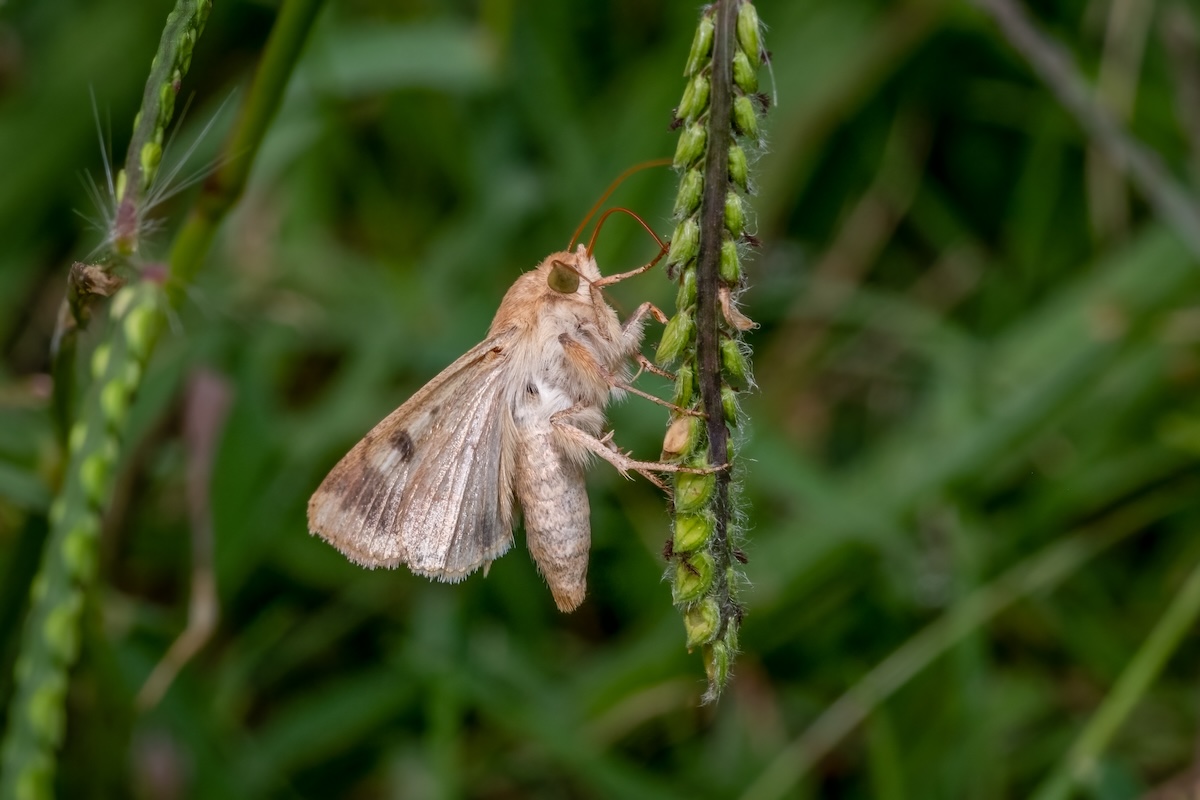 Corn earworm feeding on a corn cob