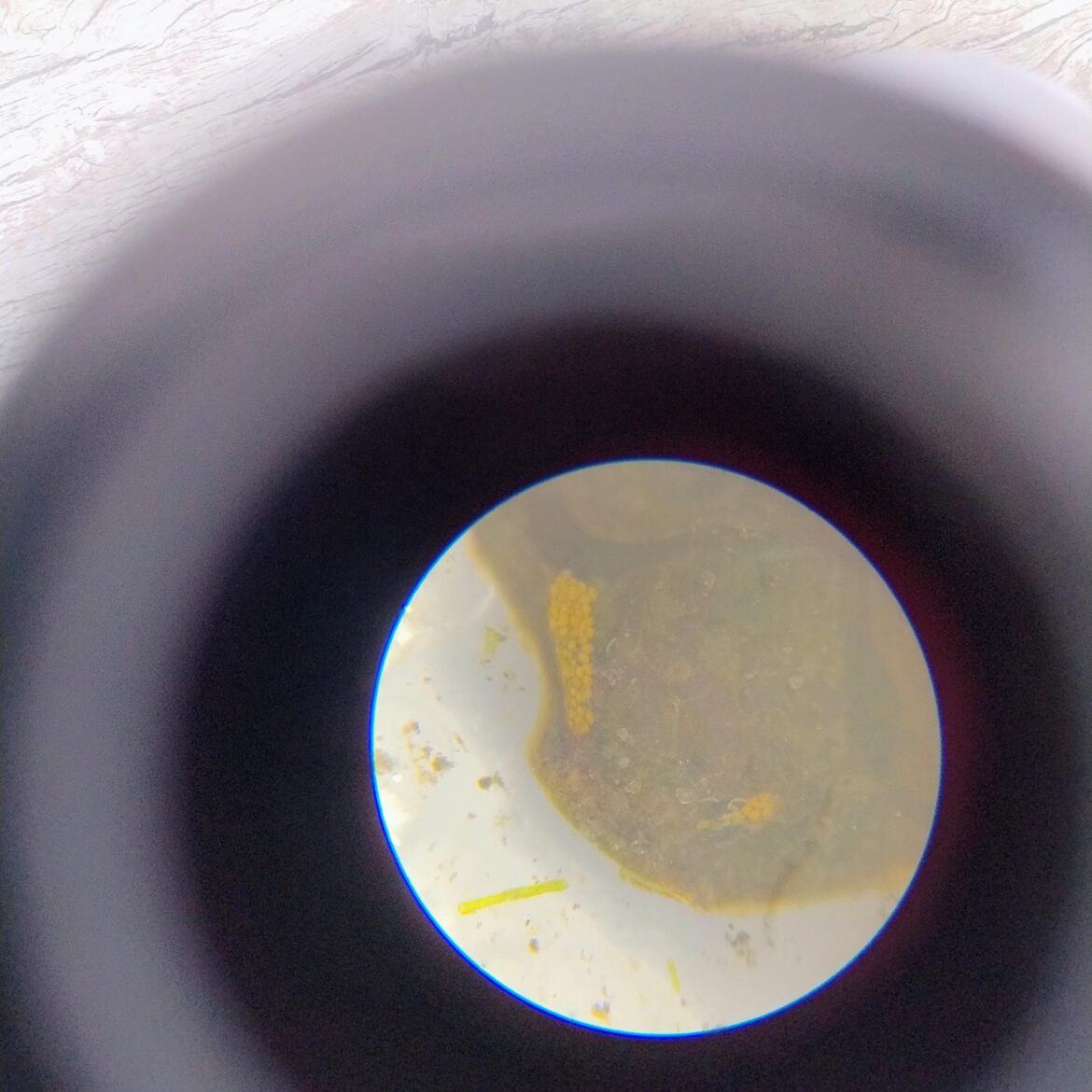 Saw some eggs on a leaf from my ecojar