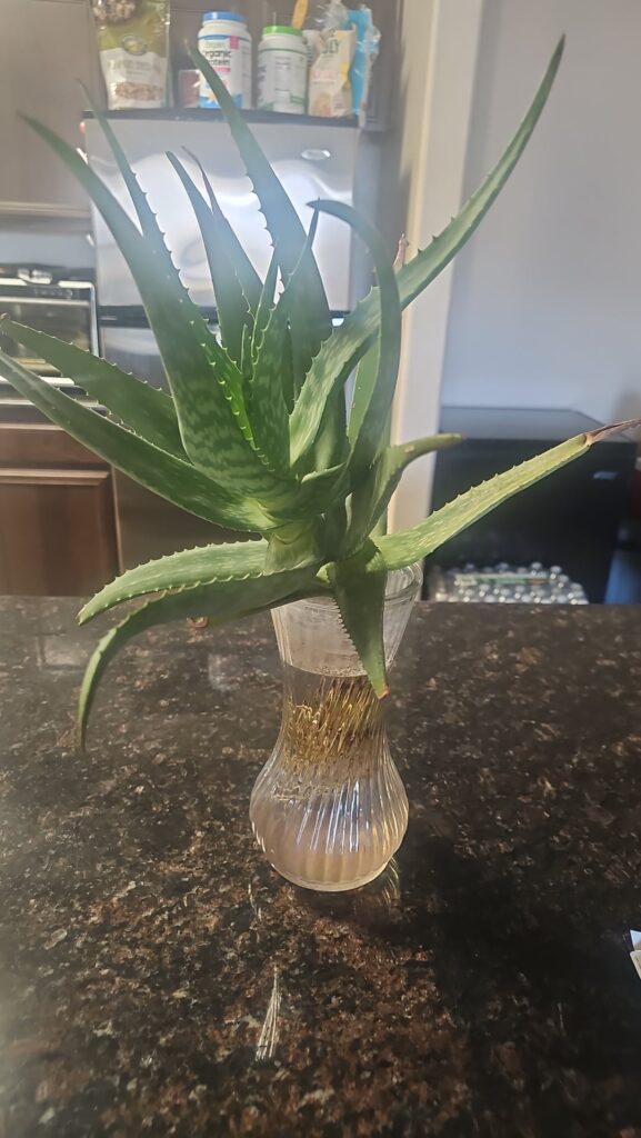 Should I put her in a pot 🤔