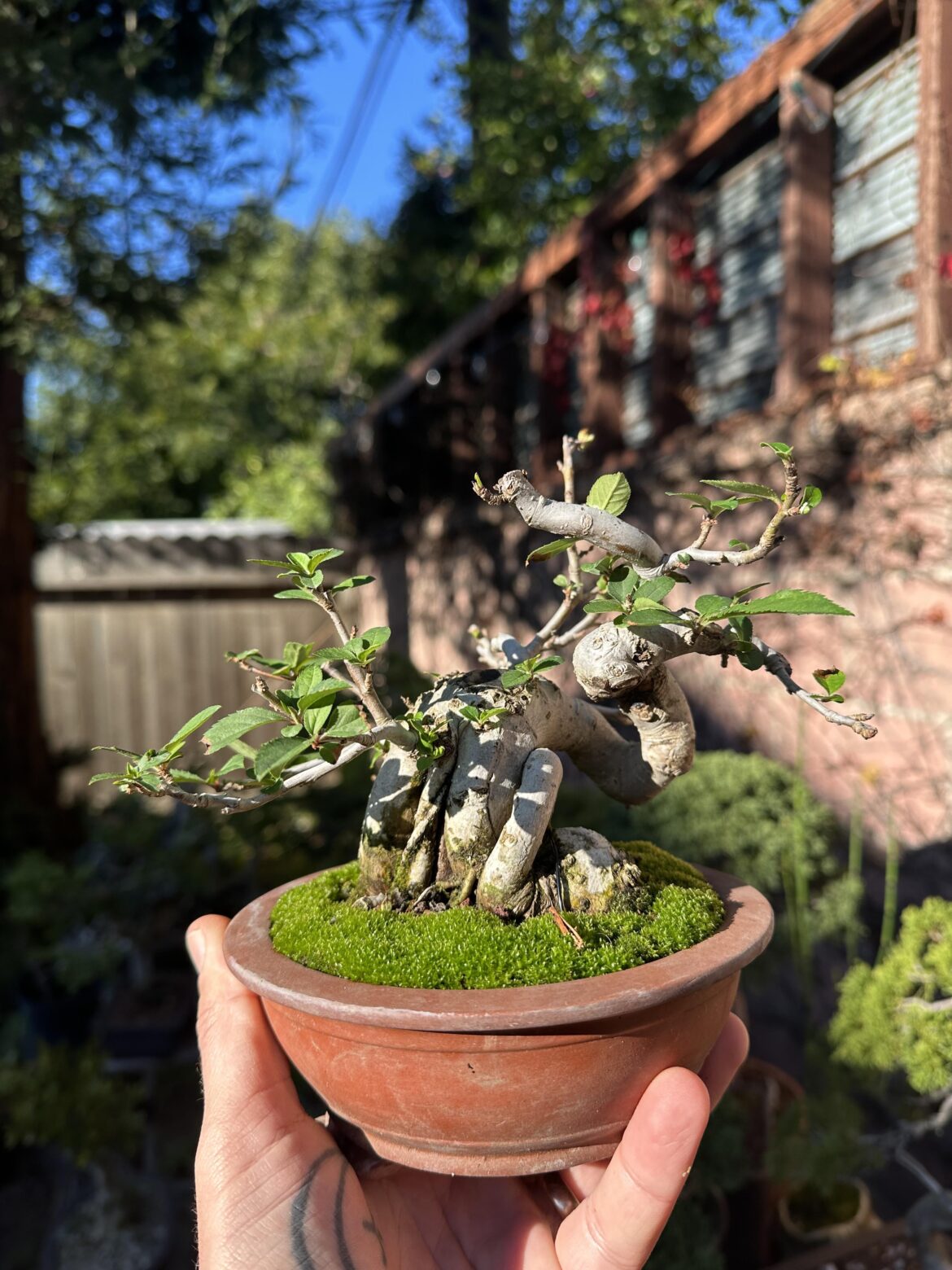 Winter doesn’t last too long in Southern California. Here’s my crab apple waking up
