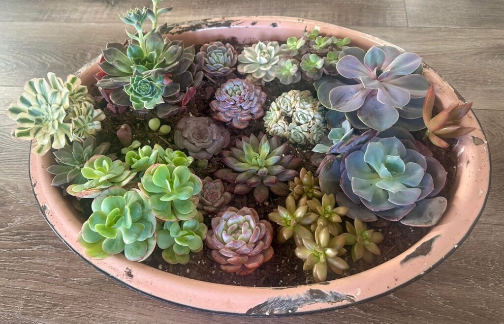 ✨🌸My vintage wash basin creation🌱🎀 ✨🌸My vintage wash basin creation🌱🎀