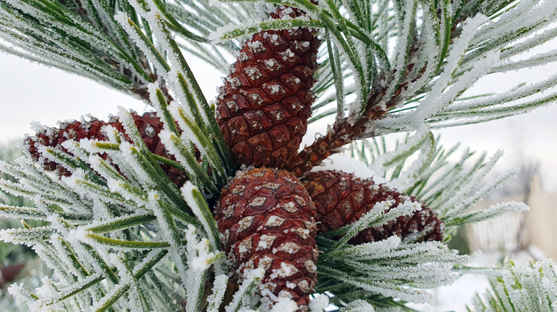 Close-up of Mugo pine needles and cones in a winter snow