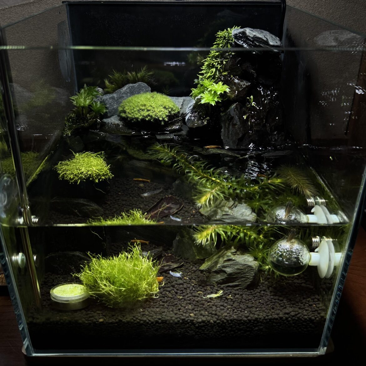 My hybrid moss-aquarium