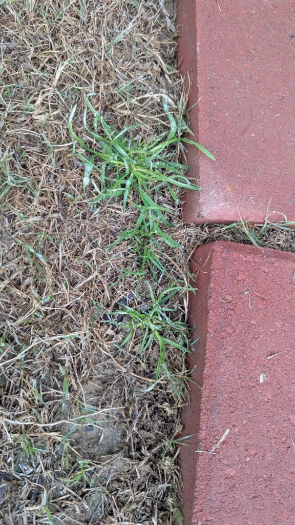 It's been in the 70s days and 30s nights .... Is this POA?