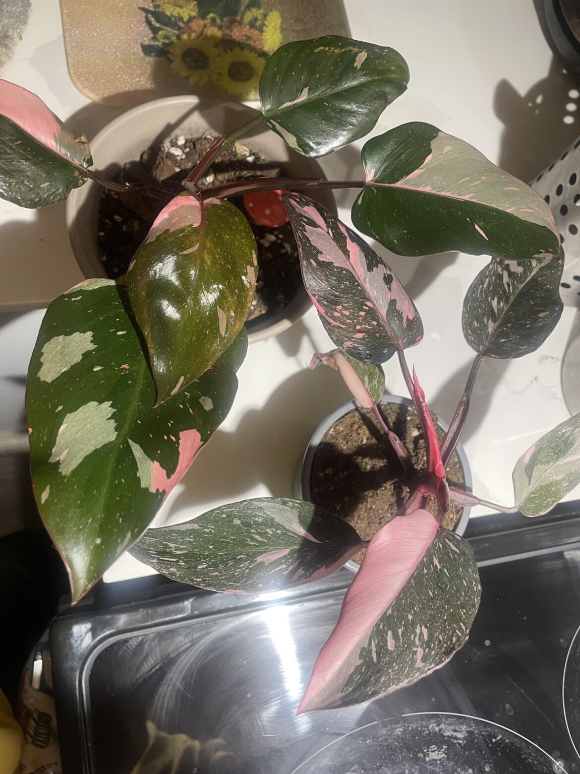 Hi friends any pink princess lover ? I am curius i know both are pink princess same species but distinct genetics expressions, Cause i feel that the colors are very different , one has more green and the other one more pink or is maybe just growing conditions… Hi friends any pink princess lover ? I am curius i know both are pink princess same species but distinct genetics expressions, Cause i feel that the colors are very different , one has more green and the other one more pink or is maybe just growing conditions…