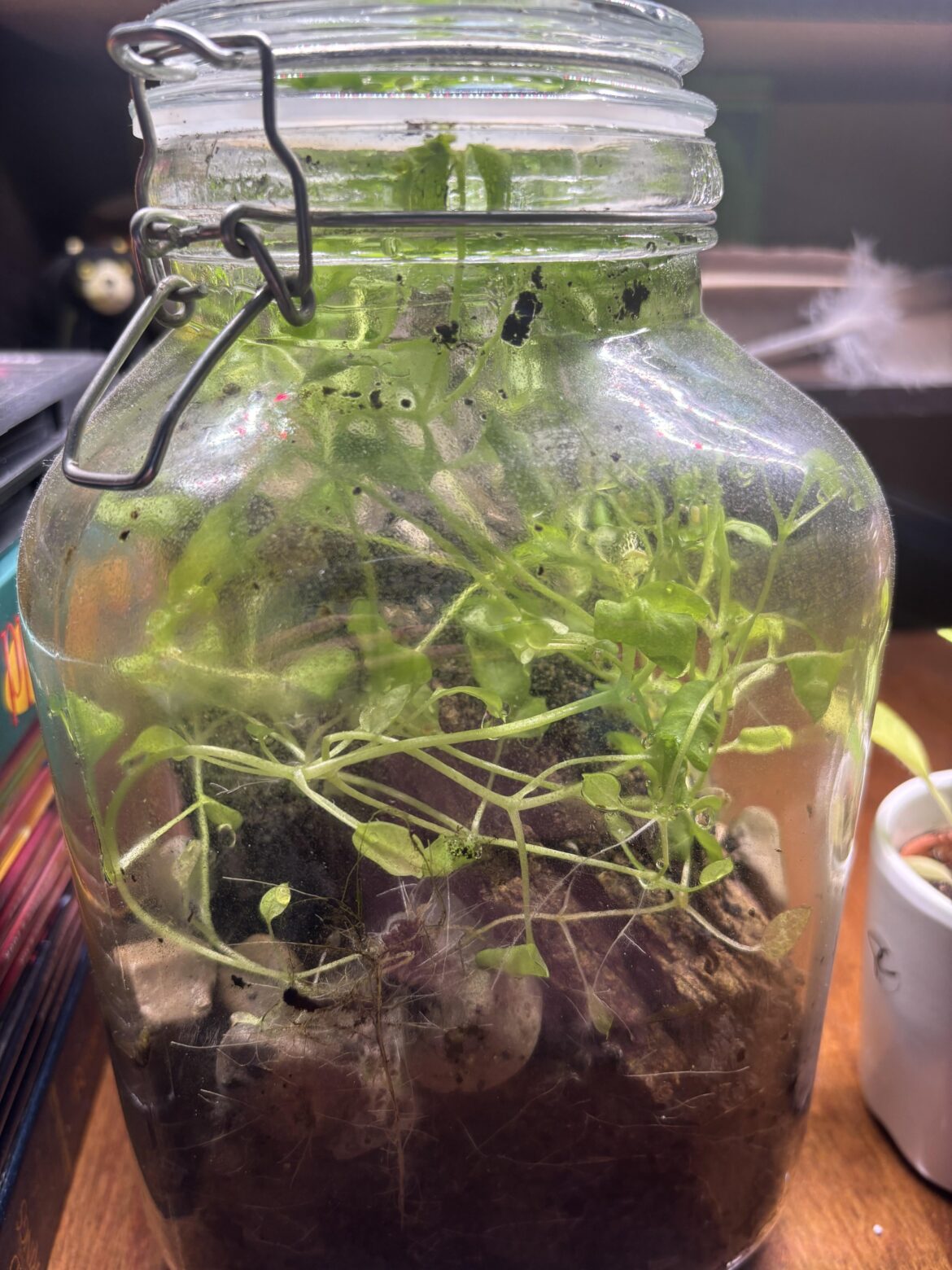 Any idea what this plant in my jar might be? Contents collected in a forest in SW Ontario Canada in spring of '25. It randomly sprouted this past fall.