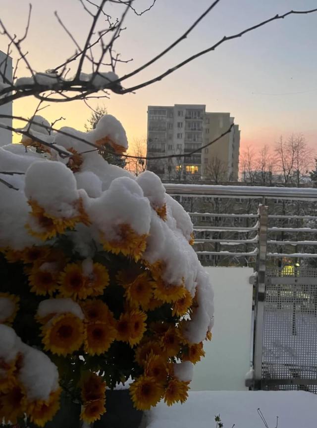 One gardener shared photos of chrysanthemums thriving in the snow, prompting others to rethink resilient gardening.