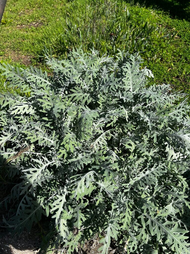 Forgot what I planted