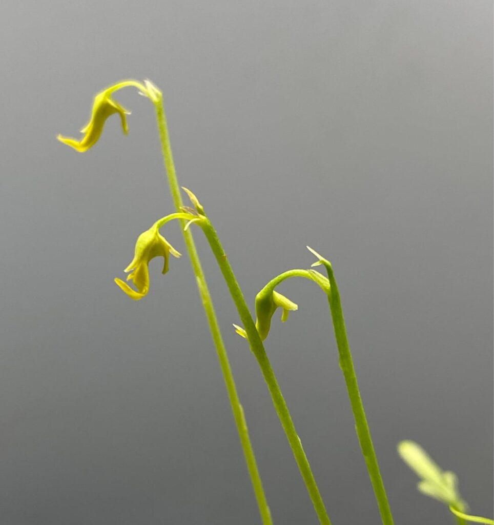 I don’t usually wear heels, but when I do - it’s Utricularia Mannii