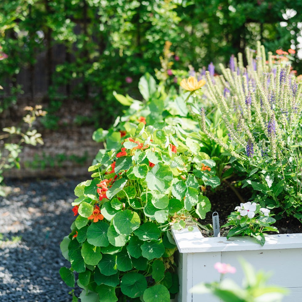 garden girls's nasturtium garden girls's nasturtium