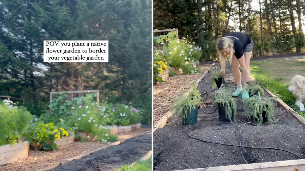 Gardener shares stunning before-and-after video of garden transformation: ‘Fabulous’ One gardener stunned internet users with their remarkable yard transformation, revealing how to grow a native plant garden.