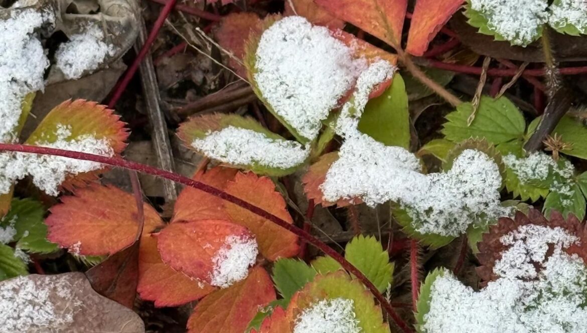 ‘I love my garden in every season’ One Reddit user shared several photos of what their native plant garden looks like during fall and winter months.