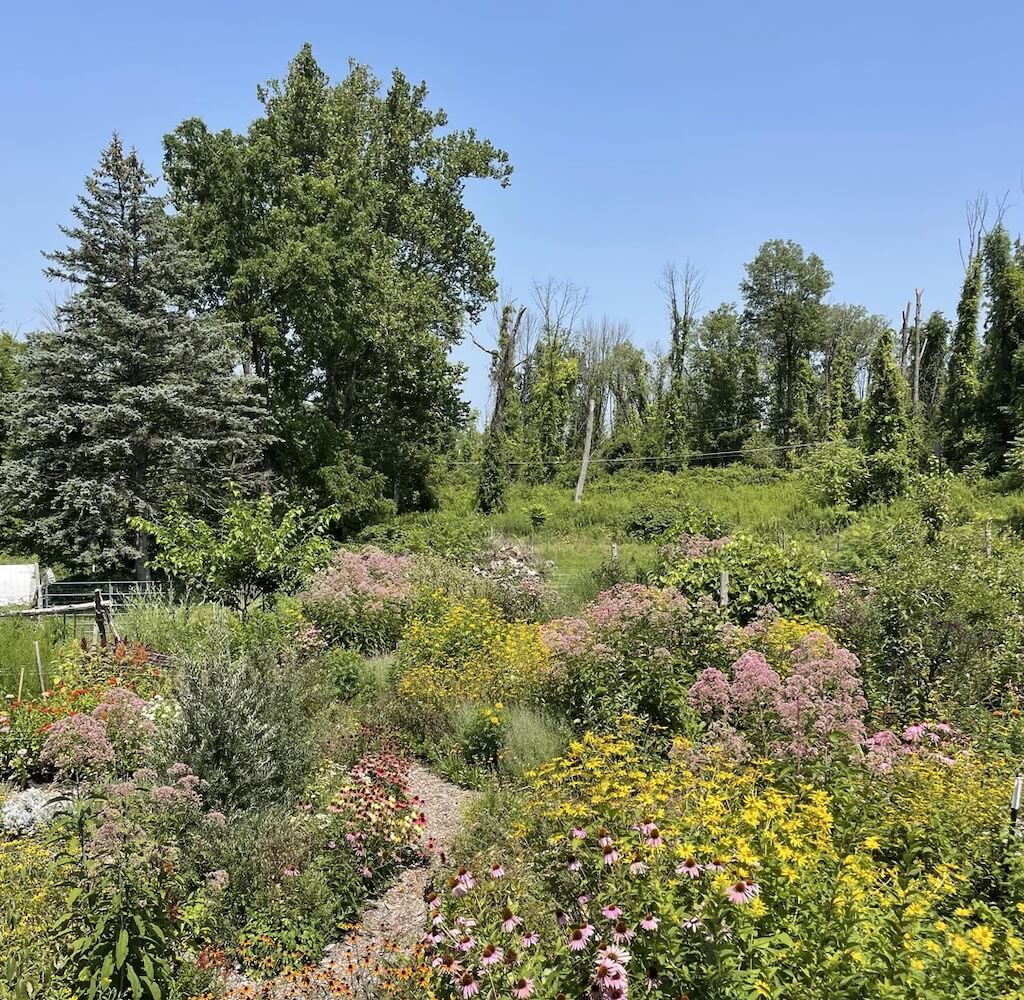 A Redditor shared photos of their New Jersey food forest, showing the impact of replacing a traditional lawn with native plants.