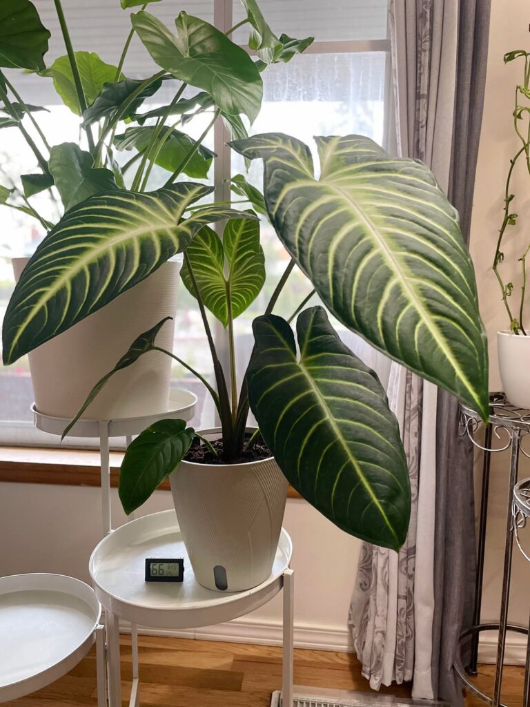 Magnificent Magnificum Repot or Not (Yet)