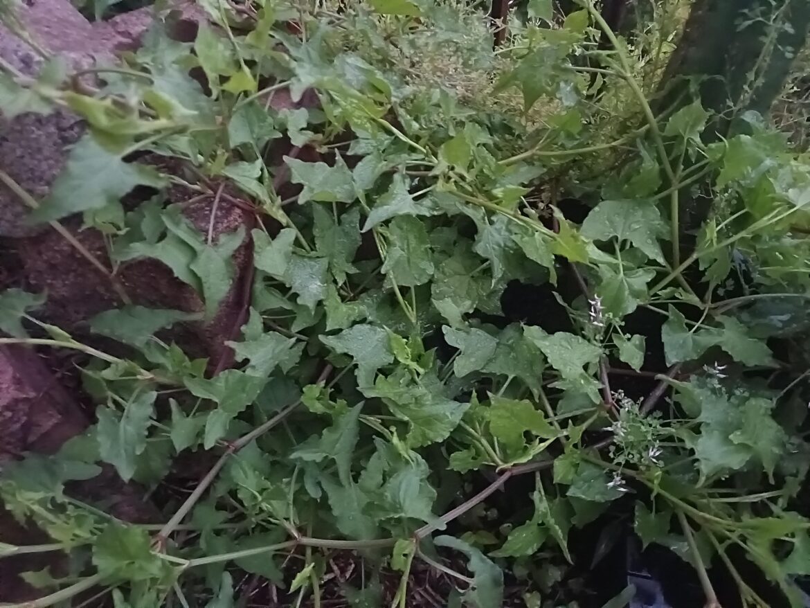 Turned up in my veggie patch.