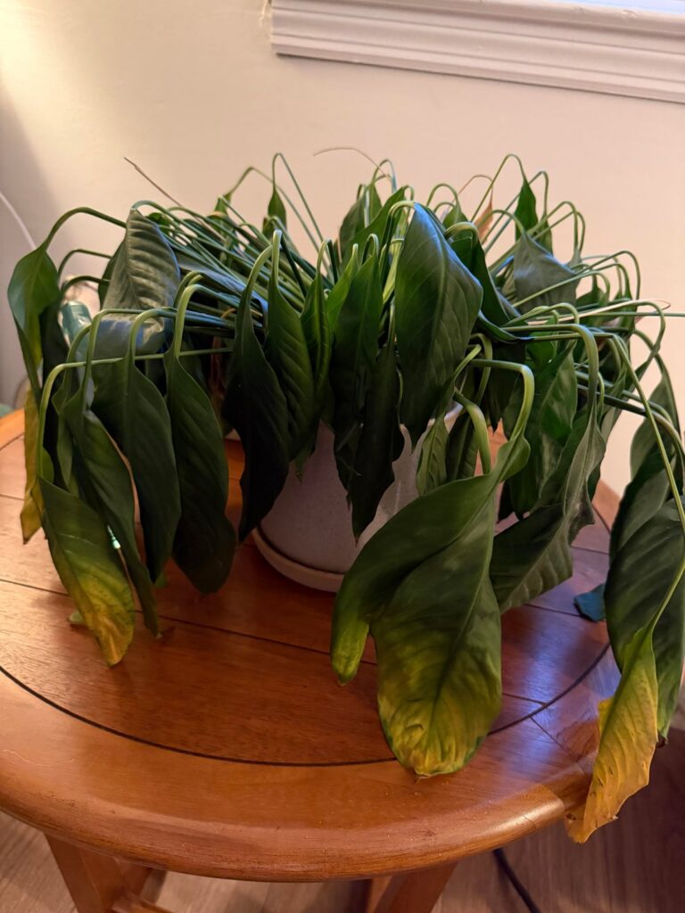 What’s wrong with my plant and can it come back from this?