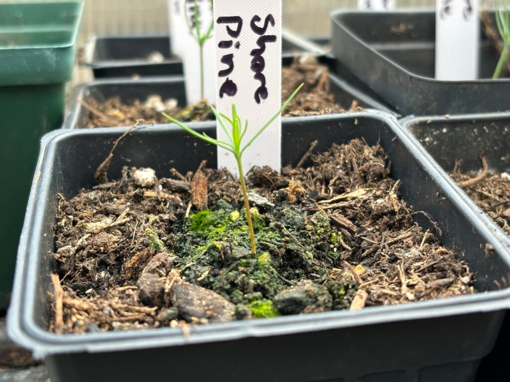 These little shore pine seedlings are technically older than I am These little shore pine seedlings are technically older than I am