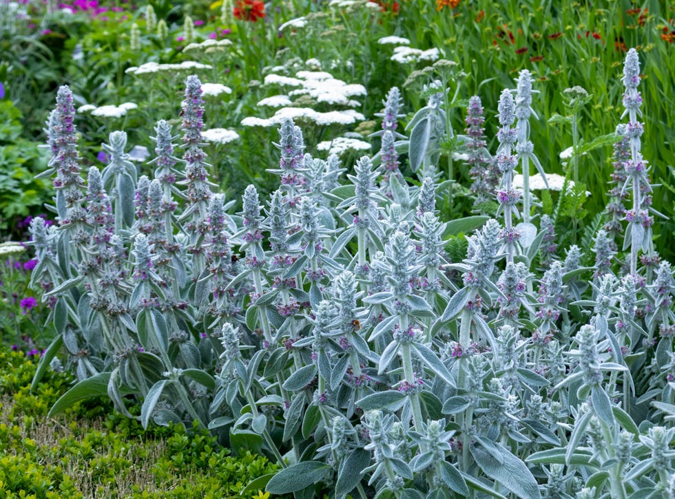 flowers in the garden. lamb’s ears, stachys byzantina or stachys olympica