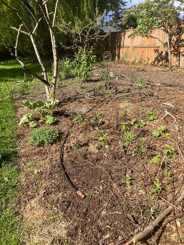 One gardener shared before-and-after photos of their pollinator garden, showcasing the incredible transformation.