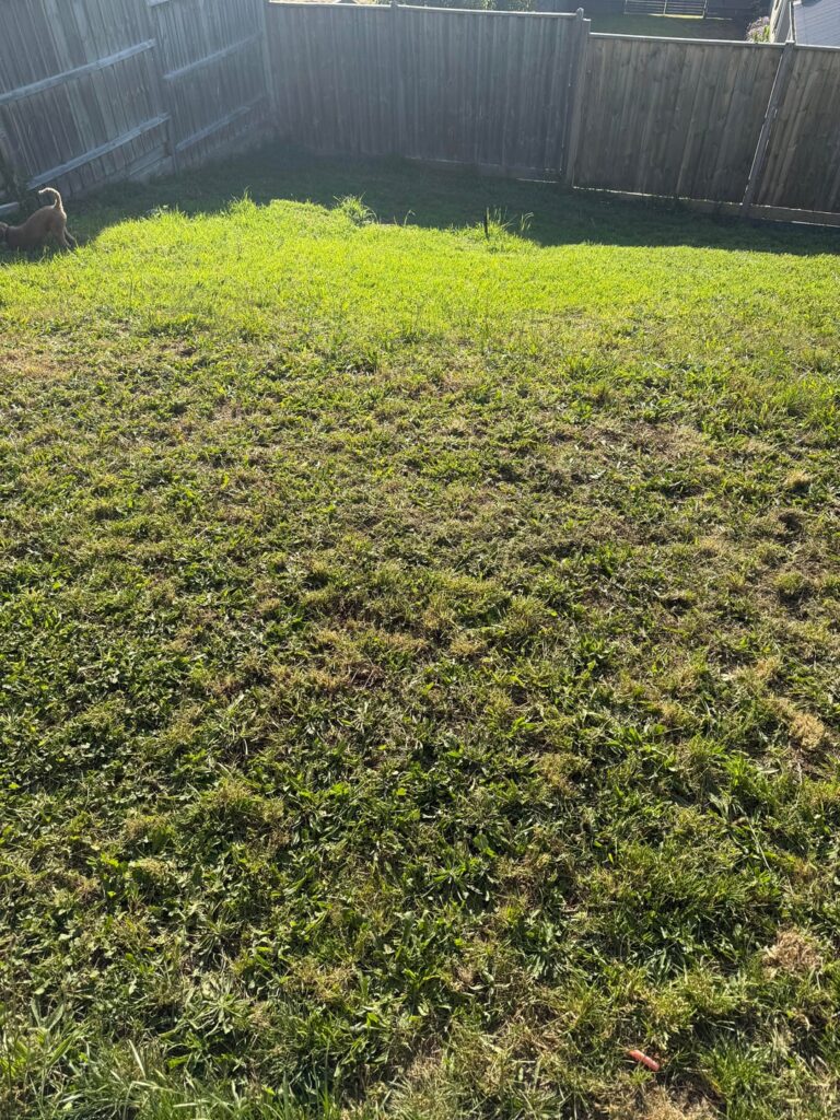 Is this actual grass? (Australia)