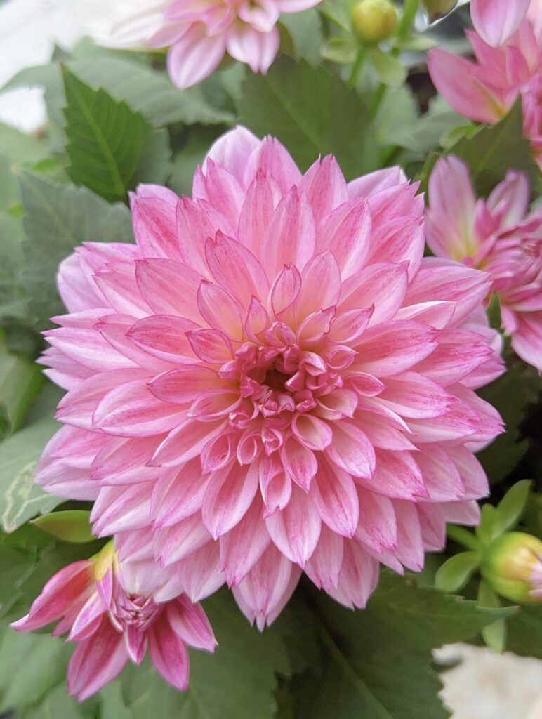 Beautiful flowers 🌸