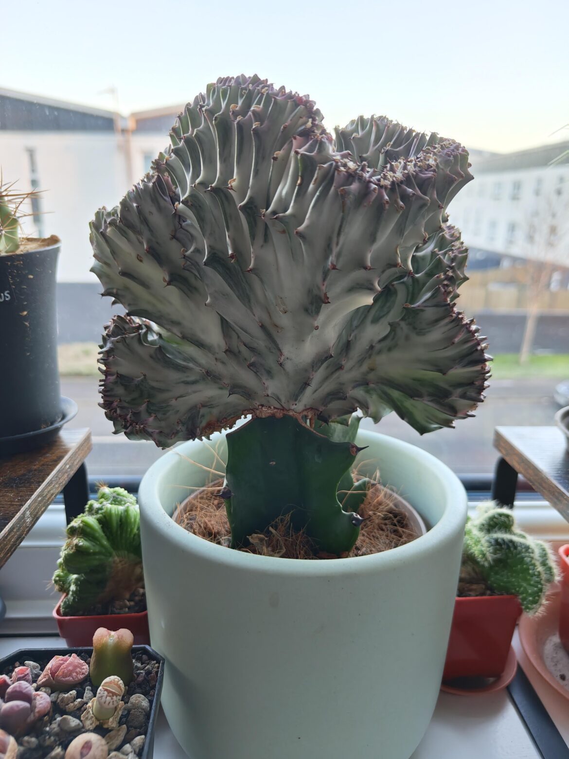 Care tips?