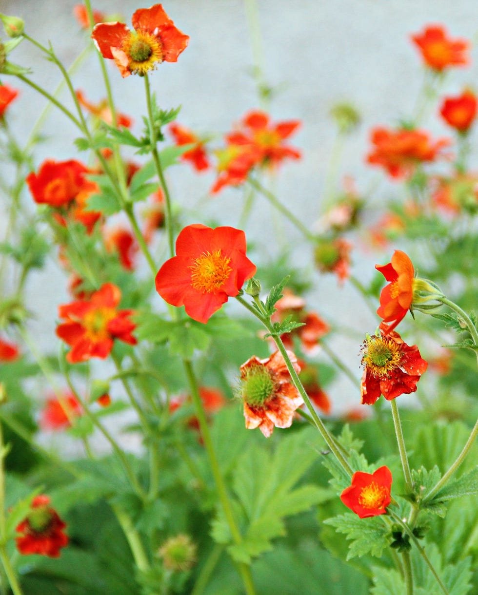 Nasturtiums, vibrant orange tropaeolum flowers vibrant orange tropaeolum flowers also known nasturtium
