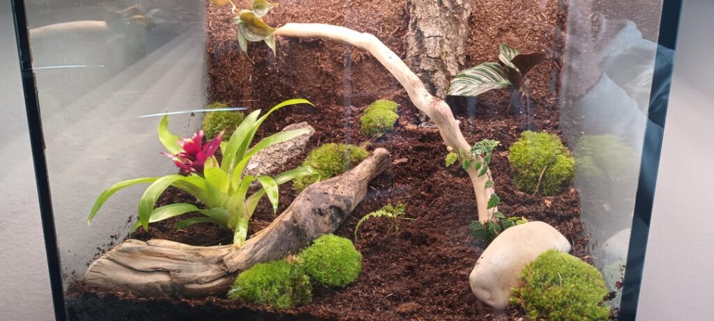 First Vivarium