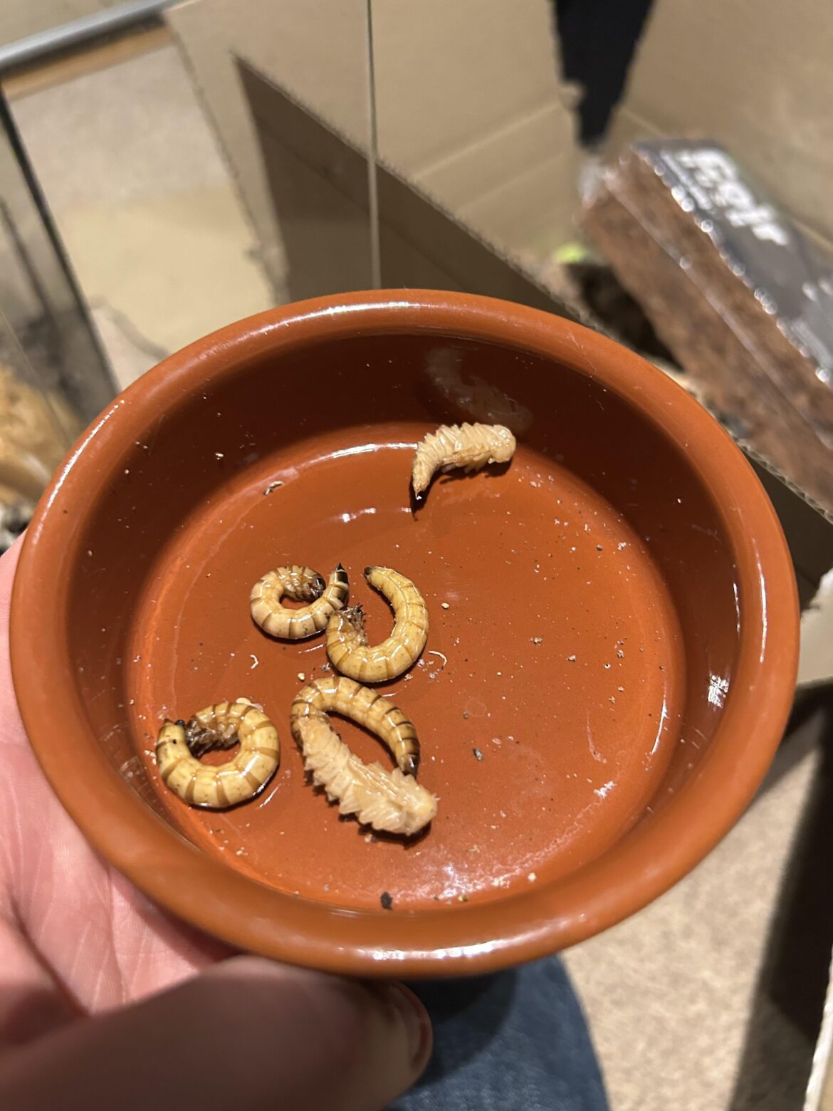 Bought a tank off facebook and found these? Are they mealworms?