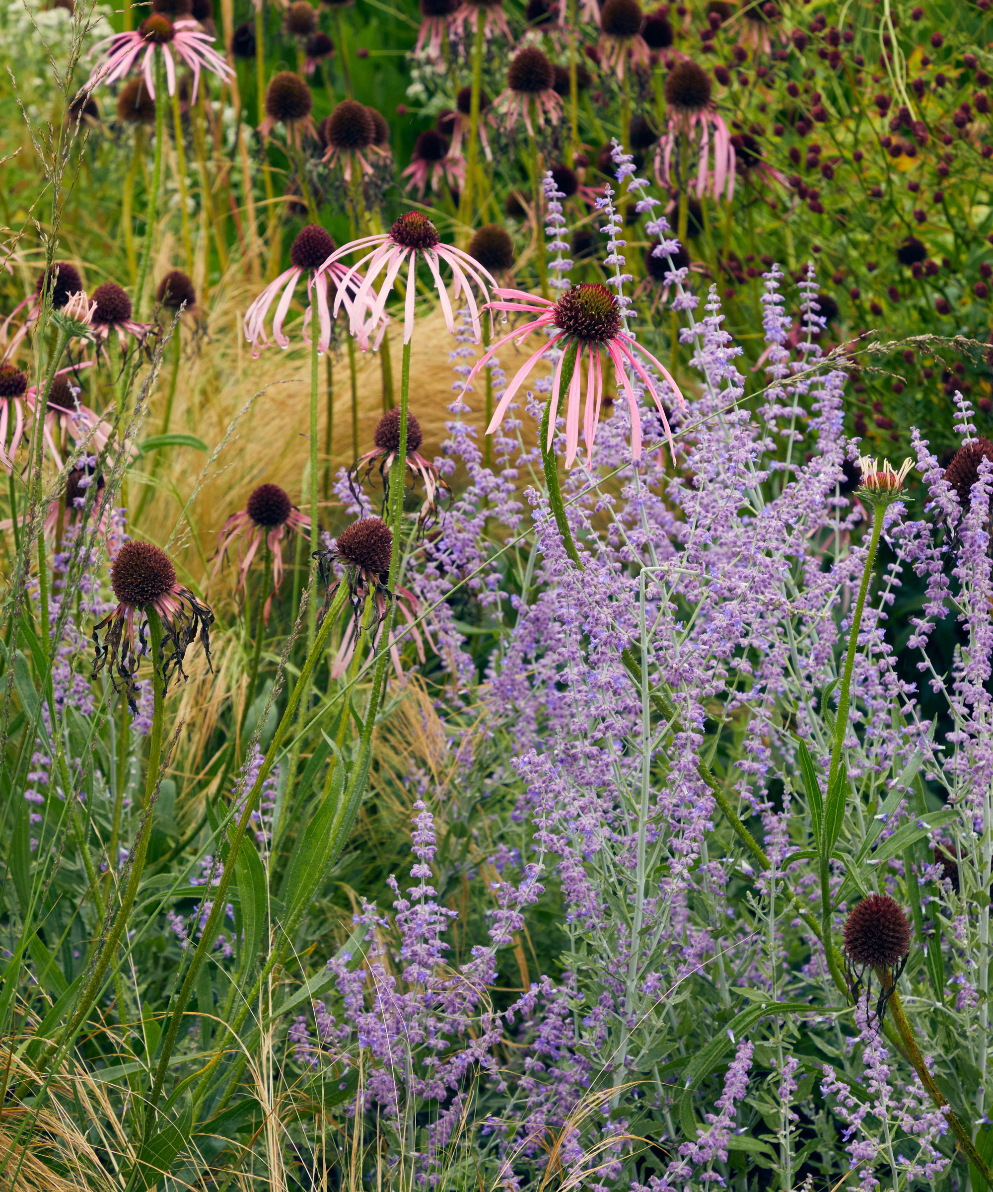 prairie planting with grasses and perennials
