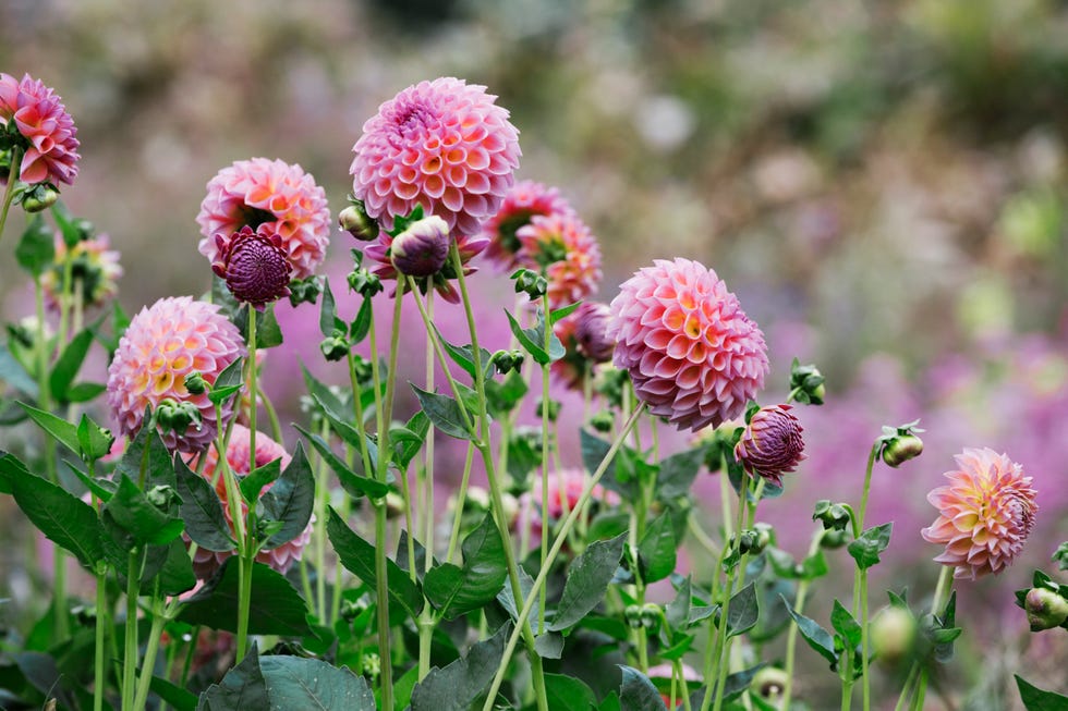 dahlia flower growing outside